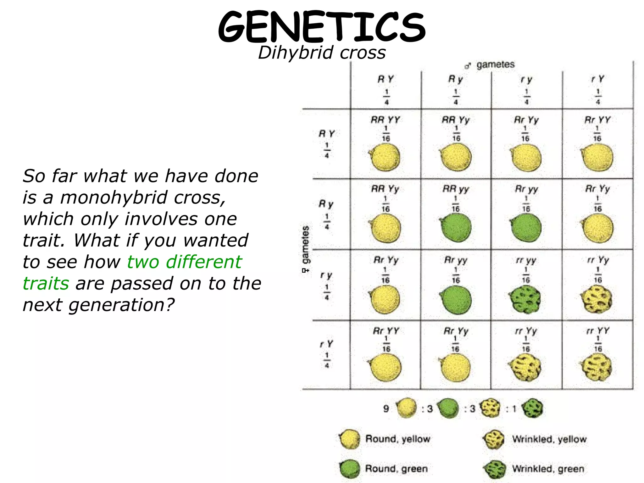 GENETICS Dihybrid cross So far what we have done is a monohybrid cross, which only involves one trait. What if you wanted to see how  two different traits  are passed on to the next generation? 