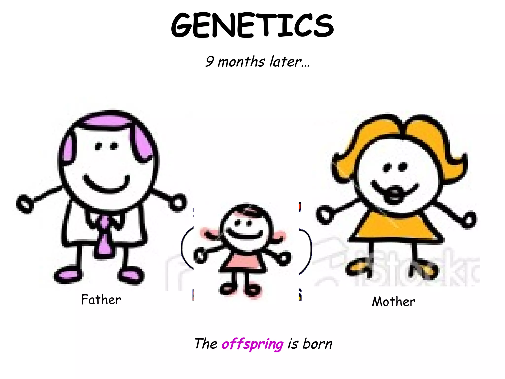GENETICS 9 months later… The  offspring  is born Father Mother 