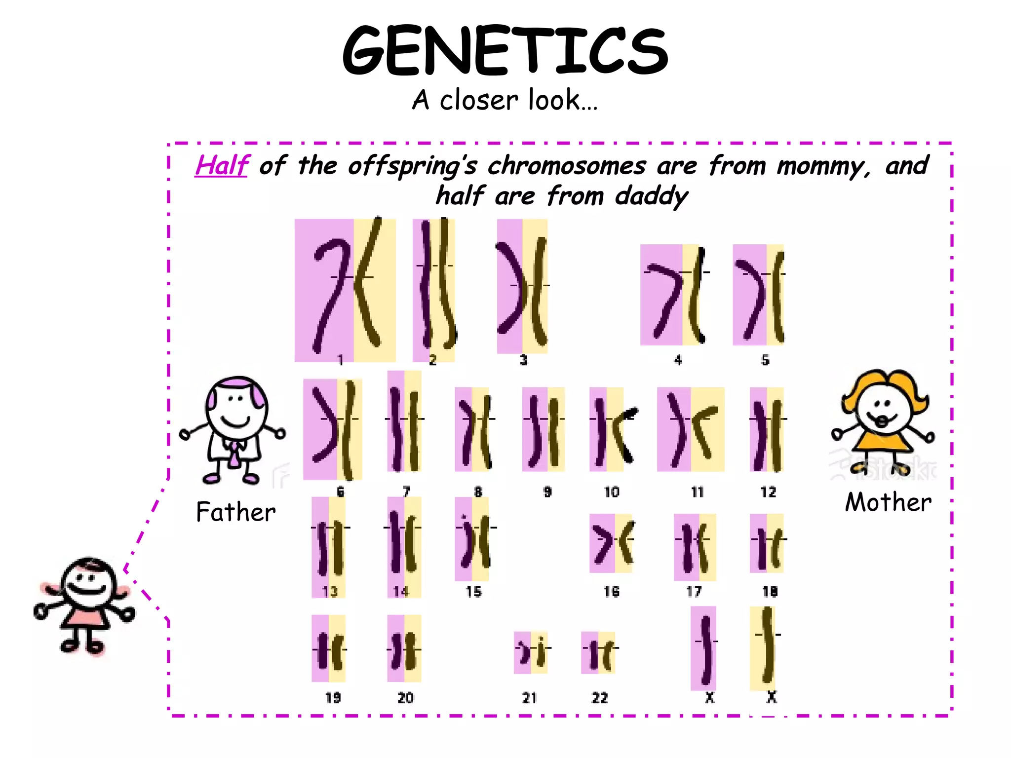 GENETICS A closer look… Half  of the offspring’s chromosomes are from mommy, and half are from daddy Father Mother 