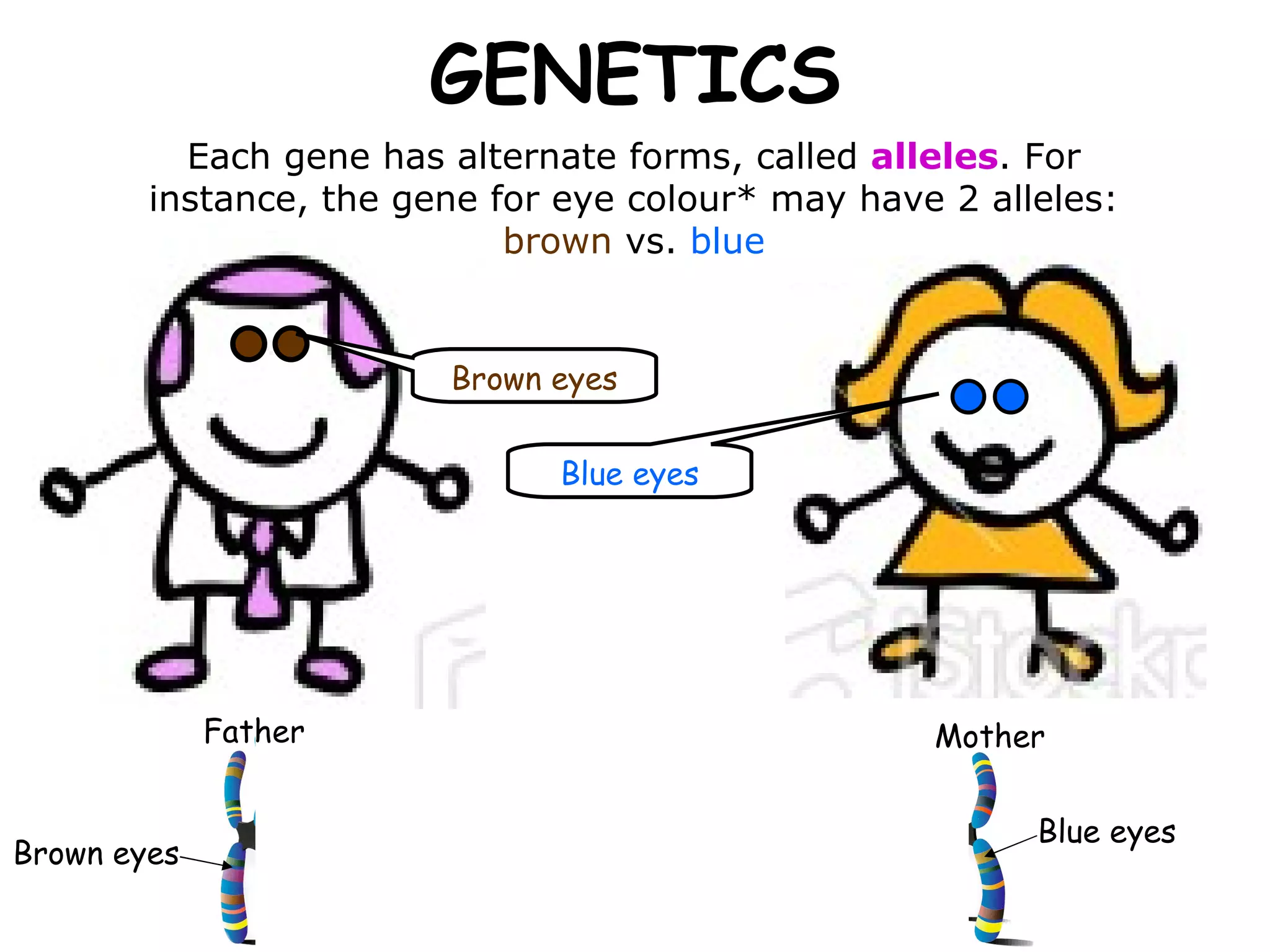 GENETICS Blue eyes Brown eyes Each gene has alternate forms, called  alleles . For instance, the gene for eye colour* may have 2 alleles: brown  vs.  blue Brown eyes Blue eyes Father Mother 