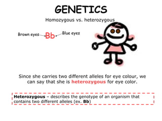 GENETICS Since she carries two different alleles for eye colour, we can say that she is  heterozygous  for eye color. Heterozygous  – describes the genotype of an organism that contains two different alleles (ex.  Bb ) Homozygous vs. heterozygous  Bb   Brown eyes Blue eyes 