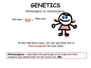 GENETICS If she had blue eyes, we can say that she is  homozygous  for eye color. Homozygous –  describes the genotype of an organism that contains two alleles that are the same (ex.  BB ) Homozygous vs. heterozygous  bb   blue eyes Blue eyes 