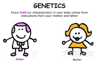 Every  trait  (or characteristic) in your body comes from instructions from your mother and father GENETICS Father Mother 
