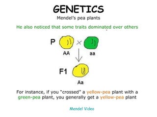 GENETICS Mendel’s pea plants He also noticed that some traits dominated over others For instance, if you “crossed” a   yellow-pea   plant with a  green-pea  plant, you generally get a   yellow-pea   plant Mendel Video 
