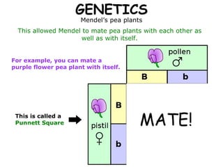 GENETICS Mendel’s pea plants This allowed Mendel to mate pea plants with each other as well as with itself. For example, you can mate a purple flower pea plant with itself. MATE! This is called a  Punnett Square 