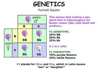 GENETICS Punnett Square This means that mating a pea plant that is heterozygous for flower colour (Bb) with itself will produce… F1 GENOTYPE: 25% BB 50% Bb 25% bb A 1:2:1 ratio F1 PHENOTYPE: 75% purple flowers 25% white flowers F1  stands for  filius  and  filia , which in Latin means “son” or “daughter” 