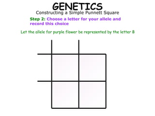 GENETICS Constructing a Simple Punnett Square Step 2:  Choose a letter for your allele and record this choice Let the allele for purple flower be represented by the letter B 