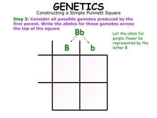 GENETICS Constructing a Simple Punnett Square Step 3:  Consider all possible gametes produced by the first parent. Write the alleles for these gametes across the top of the square Bb B b Let the allele for purple flower be represented by the letter B 