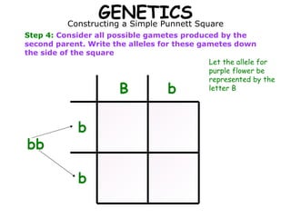 GENETICS Constructing a Simple Punnett Square Step 4:  Consider all possible gametes produced by the second parent. Write the alleles for these gametes down the side of the square B b bb b b Let the allele for purple flower be represented by the letter B 
