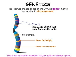 GENETICS Segments of DNA that code for specific traits The instructions are coded in the DNA as  genes . Genes are located in  chromosomes . For example… This is not an accurate example. It’s just used to illustrate a point. Genes Gene for height Gene for eye-color 