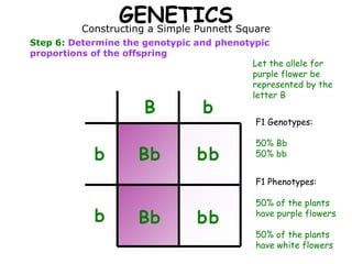 GENETICS Constructing a Simple Punnett Square Step 6:  Determine the genotypic and phenotypic proportions of the offspring B b b b B b b b b B b b b Let the allele for purple flower be represented by the letter B F1 Genotypes: 50% Bb 50% bb F1 Phenotypes: 50% of the plants have purple flowers 50% of the plants have white flowers 