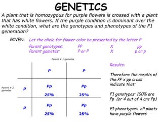 GENETICS A plant that is homozygous for purple flowers is crossed with a plant that has white flowers. If the purple condition is dominant over the white condition, what are the genotypes and phenotypes of the F1 generation? GIVEN:  Let the allele for flower color be presented by the letter P Parent genotypes:  PP X   pp Parent gametes:   P or P X   p or p Parent # 2 gametes Parent # 1 gametes Results: Therefore the results of the PP x pp cross indicate that: F1 genotypes: 100% are Pp  (or 4 out of 4 are Pp) F1 phenotypes:  all plants have purple flowers Pp 25% Pp 25% p Pp 25% Pp 25% p P P 