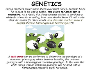 GENETICS Sheep ranchers prefer white sheep over black sheep, because black fur is hard to die and is brittle.  The allele for black fur is recessive . As a result, if a sheep rancher wishes to purchase a white fur sheep for breeding, how does she/he know if it will make black fur babies (in other words,  how does the rancher know if her/his sheep is homozygous or heterozygous ?)? A  test cross  can be performed to determine the genotype of a dominant phenotype, which involves breeding the unknown genotype with a homozygous recessive genotype. In this case the white sheep with an unknown genotype will be bred with a homozygous recessive black fur sheep.   