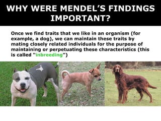 WHY WERE MENDEL’S FINDINGS IMPORTANT? Once we find traits that we like in an organism (for example, a dog), we can maintain these traits by mating closely related individuals for the purpose of maintaining or perpetuating these characteristics (this is called “ inbreeding ”) 