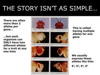 THE STORY ISN’T AS SIMPLE… There are often more than 2 alleles per gene… … but each organism can ONLY have two different alleles for a trait at any one time We usually express these alleles like this: E 1 , E 2 , E 3 , E 4 This is called having multiple alleles for one gene 