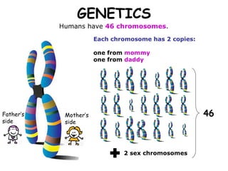 GENETICS Humans have  46 chromosomes . Father’s side Mother’s side Each chromosome has 2 copies: one from  mommy one from  daddy 2 sex chromosomes 46 