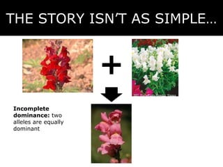 THE STORY ISN’T AS SIMPLE… Incomplete dominance:  two alleles are equally dominant 