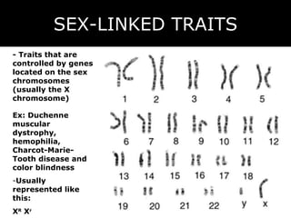 SEX-LINKED TRAITS - Traits that are controlled by genes located on the sex chromosomes (usually the X chromosome) Usually represented like this: X R  X r Ex: Duchenne muscular dystrophy, hemophilia, Charcot-Marie-Tooth disease and color blindness  