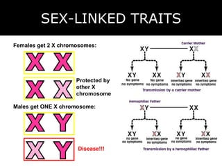 SEX-LINKED TRAITS Females get 2 X chromosomes: Males get ONE X chromosome: Disease!!! Protected by other X chromosome X X X X Y X Y X 