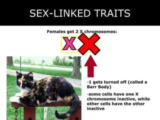 SEX-LINKED TRAITS X X Females get 2 X chromosomes: 1 gets turned off (called a Barr Body) some cells have one X chromosome inactive, while other cells have the other inactive 