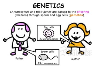 GENETICS Chromosomes  and their  genes  are passed to the  offspring  (children) through sperm and egg cells ( gametes ) Father Mother Sperm cells 23 chromosomes Egg cells 23 chromosomes 