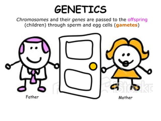 GENETICS Chromosomes  and their  genes  are passed to the  offspring  (children) through sperm and egg cells ( gametes ) Father Mother 