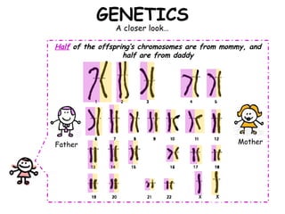 GENETICS A closer look… Half  of the offspring’s chromosomes are from mommy, and half are from daddy Father Mother 