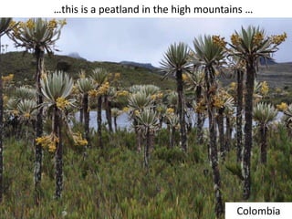 Colombia
…this is a peatland in the high mountains …
 
