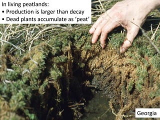 In living peatlands:
• Production is larger than decay
• Dead plants accumulate as ‘peat’
Georgia
 