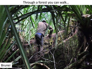Through a forest you can walk…
Brunei
 