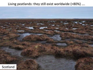 Living peatlands: they still exist worldwide (>80%) ….
Scotland
 