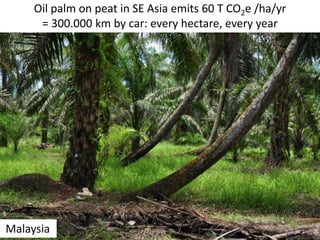 Malaysia
Oil palm on peat in SE Asia emits 60 T CO2e /ha/yr
= 300.000 km by car: every hectare, every year
 