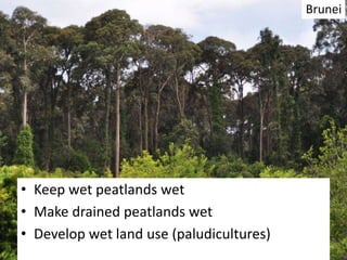 • Keep wet peatlands wet
• Make drained peatlands wet
• Develop wet land use (paludicultures)
Brunei
 