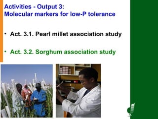Tackling abiotic production constraints in pearl millet and sorghum-based agricultural systems of the West African Sahel 