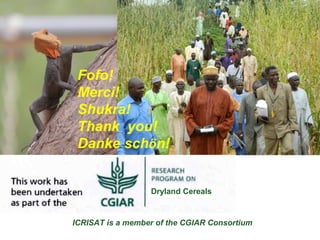 Tackling abiotic production constraints in pearl millet and sorghum-based agricultural systems of the West African Sahel 