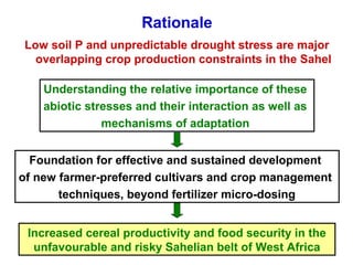 Tackling abiotic production constraints in pearl millet and sorghum-based agricultural systems of the West African Sahel 