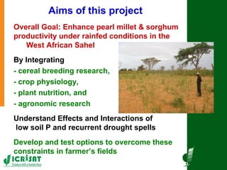Tackling abiotic production constraints in pearl millet and sorghum-based agricultural systems of the West African Sahel 