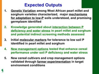 Tackling abiotic production constraints in pearl millet and sorghum-based agricultural systems of the West African Sahel 