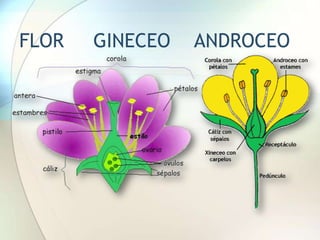 01 histología y organografía [montalvo] | PPTX