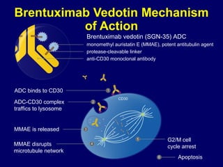 Brentuximab Vedotin Mechanism
of Action
Brentuximab vedotin (SGN-35) ADC
monomethyl auristatin E (MMAE), potent antitubulin agent
protease-cleavable linker
anti-CD30 monoclonal antibody
ADC binds to CD30
MMAE disrupts
microtubule network
ADC-CD30 complex
traffics to lysosome
MMAE is released
Apoptosis
G2/M cell
cycle arrest
 