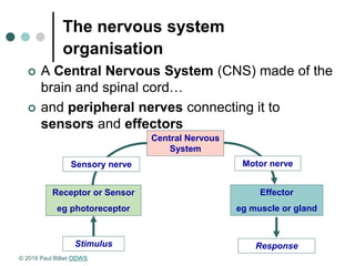 The nervous system
organisation
 A Central Nervous System (CNS) made of the
brain and spinal cord…
 and peripheral nerves connecting it to
sensors and effectors
Stimulus
Effector
eg muscle or gland
Central Nervous
System
Receptor or Sensor
eg photoreceptor
Sensory nerve
Response
Motor nerve
© 2016 Paul Billiet ODWS
 