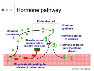 Hormone pathway
Hormone secreted
into the blood
stream
Endocrine cell
Hormone stored
in vesicles
Hormone
precursors
Hormone
synthesis
Stimulus acts on
receptor site or
directly inside cell
Chemicals stimulating the
release of the hormone © 2016 Paul Billiet ODWS
 