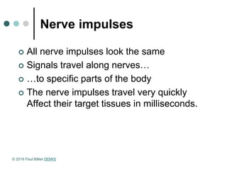 Nerve impulses
 All nerve impulses look the same
 Signals travel along nerves…
 …to specific parts of the body
 The nerve impulses travel very quickly
Affect their target tissues in milliseconds.
© 2016 Paul Billiet ODWS
 