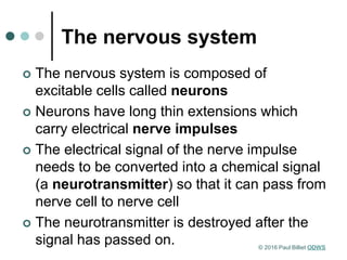 The nervous system
 The nervous system is composed of
excitable cells called neurons
 Neurons have long thin extensions which
carry electrical nerve impulses
 The electrical signal of the nerve impulse
needs to be converted into a chemical signal
(a neurotransmitter) so that it can pass from
nerve cell to nerve cell
 The neurotransmitter is destroyed after the
signal has passed on. © 2016 Paul Billiet ODWS
 