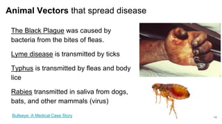 Typhus Vector 01 How Do Bacteria Make You Sick.pptx