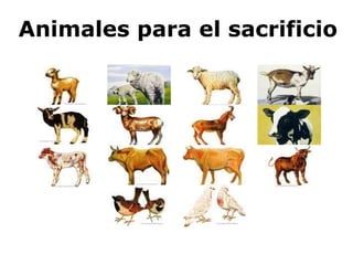 Animales para el sacrificio 