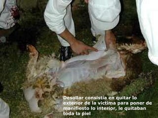 Desollar consistía en quitar lo exterior de la victima para poner de manifiesto lo interior, le quitaban toda la piel                                                                                                