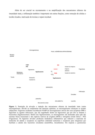 Além de ser crucial no recrutamento e na amplificação dos mecanismos efetores da
imunidade inata, a inflamação também é importante em outras funções, como remoção de células e
tecidos lesados, inativação de toxinas e reparo tecidual.
microrganismos
muco, substâncias antimicrobianas
Barreira
epitelial
O2
-
H2O2
ROS
FAGÓCITO
fagossomo
lisossomo
fagolisossomo
NO
ENZIMAS
PAMP
PRR
Mediadores
inflamatórios
Tecido
neutrófilo(ROLAMENTO)
(ADESÃO)
(MIGRAÇÃO)
fagolisossomo
integrina
receptor de integrina
selectina
receptor de selectina
Recrutamento celular
ativação
Endotélio
Fagocitose
Inflamação
Figura 1. Ilustração da ativação e indução dos mecanismos efetores da imunidade inata contra
microrganismos. Devido ao rompimento das barreiras epiteliais, os microrganismos alcançam os tecidos
subjacentes. Fagócitos residentes reconhecem PAMP de microrganismos através dos seus receptores PRR e
fagocitam os agentes infecciosos, que são englobados dentro de fagossomos que por fim se fundem a
lisossomos (fagolisossomos). Dentro dos fagolisossomos, os microrganimos são destruídos pela ação das
enzimas líticas lisossomais e das espécies reativas de oxigênio (ROS) e nitrogênio (óxido nítrico - NO)
(Fagocitose). Os fagócitos ativados produzem mediadores inflamatórios que induzem a expressão de
moléculas de adesão e receptores na superfície endotelial (selectinas e receptores para integrinas) que
facilitam a adesão dos leucócitos circulantes (neutrófilos, inicialmente). Em resposta a quimiocinas
 