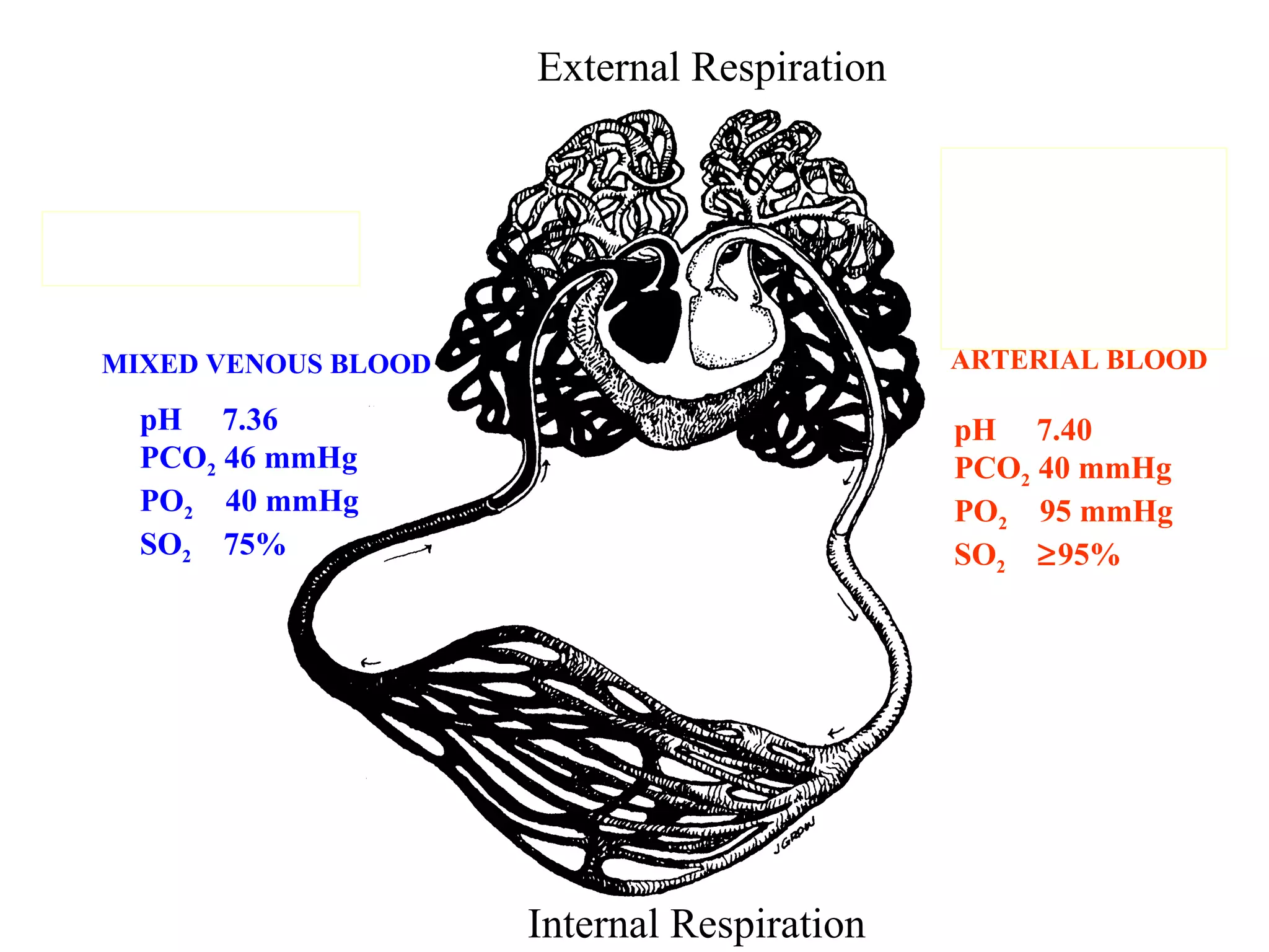MIXED VENOUS BLOOD pH  7.36 PCO 2  46 mmHg PO 2   40 mmHg SO 2   75% pH  7.40 PCO 2  40 mmHg PO 2   95 mmHg SO 2    95% ARTERIAL BLOOD External Respiration Internal Respiration 