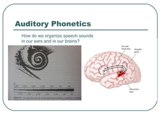 Auditory Phonetics How do we organize speech sounds  in our ears and in our brains? 